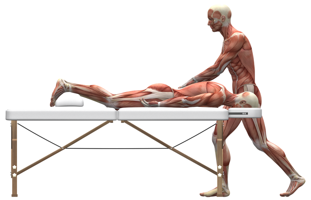 massage anatomie